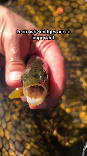 As it gets colder the major summer hatches dwindle. There won’t be the typical mayfly, stonefly, drake & bwo hatches. This time of year the October caddis will start to hatch. Depending on your water, they can vary in size. Go to @Fulling_Mill, look up October caddis and start with the smallest size available. That’s for dry fly. This time if year they might be rising for small midges. Small small sizes. Like 20-22. And thats because in the colder months their main source of food are midges. Mid