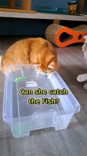 I Bought My Cat A Robotic Fish Toy... (Will She Catch It?)