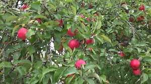Apples in Autumn. A fruit tree is a tree which bears fruit that is consumed or used by humans and some animals