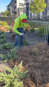 9.6K views · 16 reactions | How to install pine straw like a boss #lawncare #pinestraw #landscaping | Green Industry Podcast with Paul Jamison | Facebook