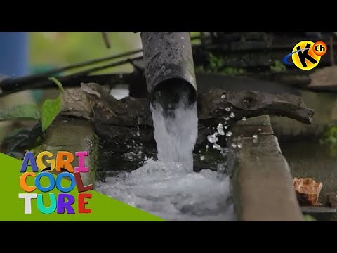 Aspects or Phases of Fish Culture | Agricoolture