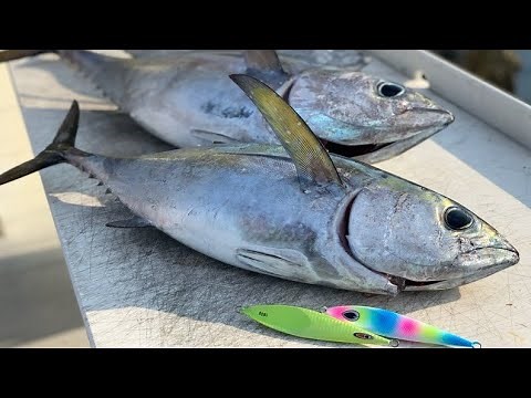 Slow Pitch Jigging for Amber Jack and Blackfin Tuna. (How To Use A Sea Anchor)