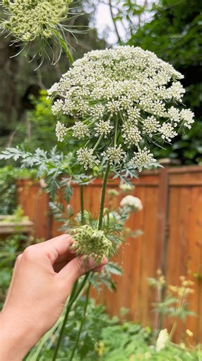 Have you tried carrot flowers before? Theyre tasty and mildly sweet! ⚠️ Warning: Carrot flowers resemble the deadly poisonous Poison Hemlock. Carrot stems are hairy and smell like carrots and poison hemlock has smooth stems with purple streaks or spots. #carrots #flowers #ThrowbackThursday #springvibes #spring #gardening #vegetablegarden #vegetables #growyourownfood | Learn To Grow