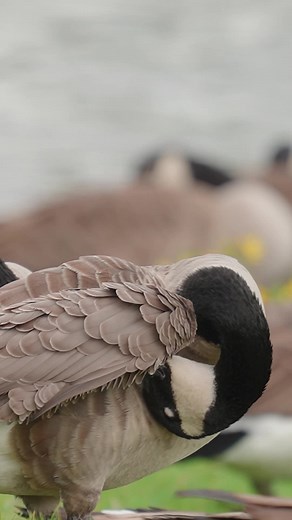 #goosehunting #geese #waterfowl | Quill Creek World Championship Calls