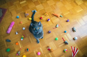 6 Types of Cat Toys to Make Lazy Cats More Active | Lincolnway Veterinary Clinic