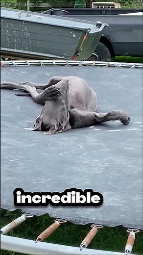 The Dog That’s Taller Than You?! 😱 | Incredible Great Dane Facts