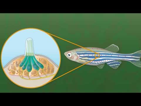 What are hair cells?