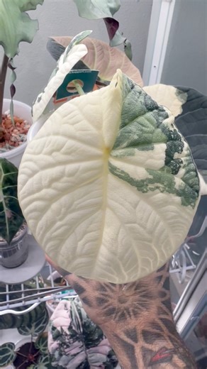 One of the very first variegated alocasias I ever fell in love with! The Albo Alocasia Melo! #plants #plantsmakemehappy #albomelo #meloalbo #alocasiamelo | Thehouseplantproject