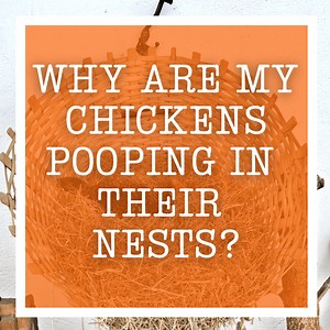 Why Are My Chickens Pooping In Their Nests?