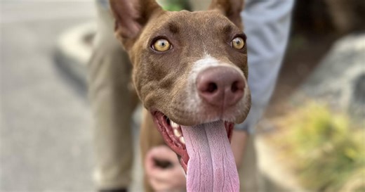 Rescued from Maui and brought to Woods Humane Society, Lono is the only pup left