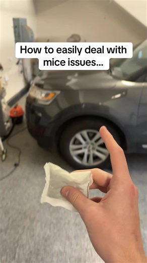 Effective Methods for Dealing with Mice