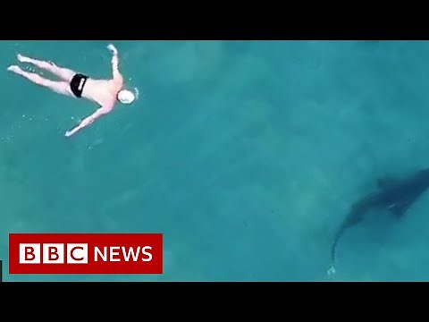 Filming 'friendly' shark encounters from above - BBC News