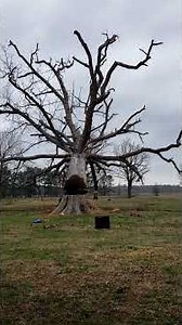 Squirrel survives falling tree.