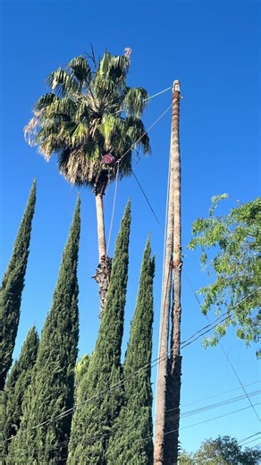 everest_tree_service (@everest_tree_service)’s videos with original sound - everest_tree_service