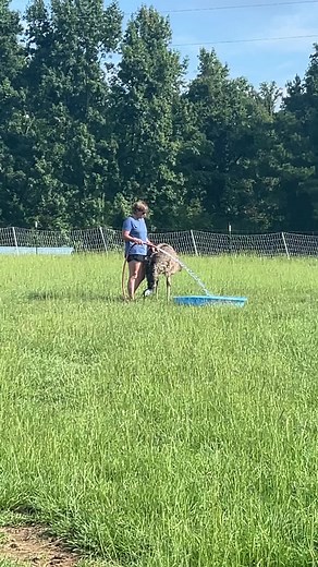 Best farm helper today #emu #nugget #farmhelp #farm #farmlife | Cog Hill Farm
