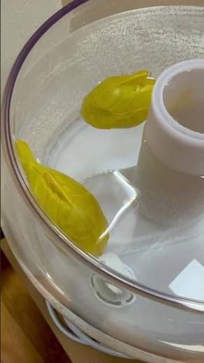 These fish will reduce hardness in your humidifier water!