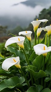 141 reactions · 15 shares | The flower is the Calla Lily (Zantedeschia aethiopica)鹿— a symbol of purity, rebirth, and elegance. #flowerslovers #gardening #garden #flowers | Ammy Lia | Facebook