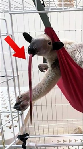 Nature's strangest creature! 🐜👅