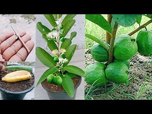 How to grow guava trees from guava leaves with aloe vera 100% Success