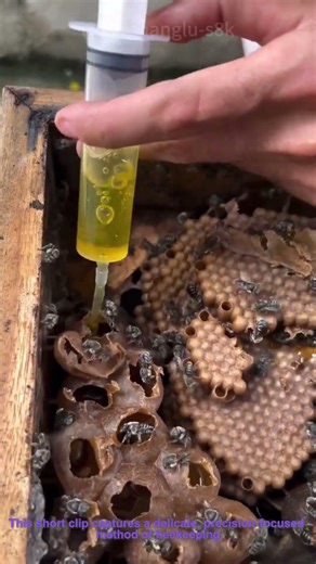 Syringe Honey Extraction: Harvesting Honey Directly from Hive Cells
