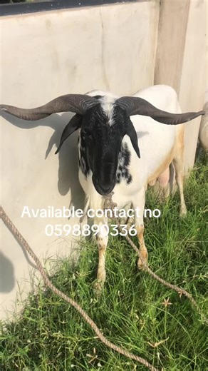 Kelvin Smith (@kelvin.smith270)’s videos with original sound - Omigie™ | Motivation