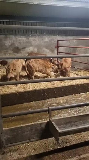 Drumline S1185 (LM9577) is the greatest Limousin all-rounder in Irish AI with progeny boasting incredible shape, width and style! These incredible Drumline S1185 sired calves were all bred from first calving heifers on the farm of Niall McKenna, Monaghan! 🥇 No. 1 Proven Limousine Bull on Dairy Beef Index at €216 🥇 No. 2 Limousin Bull in Ireland on Terminal Index at €211 🥇 No. 3 Proven Limousine Bull Bull on Replacement Index at €198 ➡️ Just 4.2% calving difficulty on beef cows at 97% reliabil