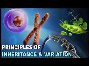 Principles of Inheritence and Variation