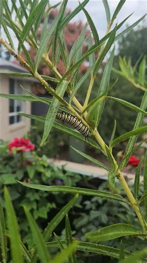 Caterpillar to Chrysails, Butterfly on the way #gardening #southaustralia