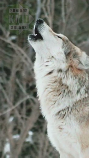 SONIDO DE LOBO – SONIDO DE ANIMALES – efecto de sonido