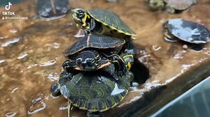 5.1K views · 690 reactions | Southern painted turtles and peacock slider turtles basking  #petsoftiktok #reptiles #exotic #baby #babies #reptile #wildlife #petsofinstagram #nature #exoticpetsofinstagram #lizard #exoticpets #tortoise #snake #gecko #turtle #southern #paint #southernpaintedturtle #southernpaintedturtles #peacocksliderturtle #peacockslider #peacocksliderturtles #sliderturtle #sliderturtlesofinstagram | Tortoise Town | Facebook