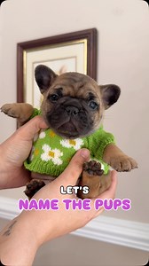 4.8K views · 515 reactions | Help me fix this: they’re currently all answering to “potato” 凜 so let’s change that! It’s everyone’s favorite time when the puppies are named, and as always we do this together. drop your best theme ideas in the comments. Remember 4 girls and a boy 勺李 Voting starts in stories tomorrow and we can’t wait to see what you come up with  Let’s make the Envylets legendary! | Vixbull Frenchies | Facebook
