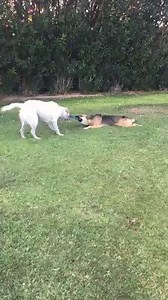 Sorry but this just cracks us up! That is our Nessia (FKA Zelda) inventing a new way to play tug of war with her BFF lab buddy. We rescued Zelda as a puppy in May 2015 - this is a very deceiving video - Zelda is a tiny 35lb pocket shep! | Saving Paws Rescue