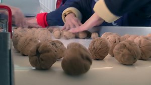 Raw Walnut Sorting Line stock footage. Video of plant - 415673530