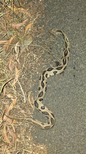 Konkanai Agro tourism ( कोकणाई ) on Instagram: "The Russell’s pit viper is one of India’s most dangerous venomous snakes, known for its potent hemotoxic venom and wide distribution across the country. It prefers open fields, farms, grasslands, and human-inhabited areas, making encounters more common. Its aggressive defense and loud hissing make it easily noticeable when threatened. How to Identify - - Distinct chain-like pattern of dark brown spots running along the back. - Large triangular head