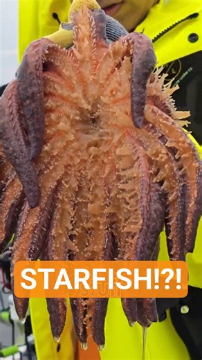 We Caught a GIANT Starfish in our Crab Pot! 😳🦀