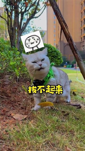 小猫咪的开心原来这么简单 #cat #喵哥是萌新 #貓咪 #喵哥是萌新 #貓咪 #pets