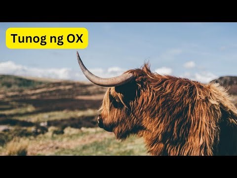 Tunog ng OX | Sound of OX