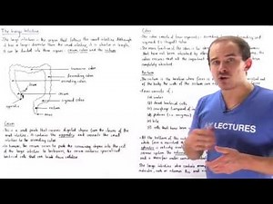 Introduction to Large Intestine