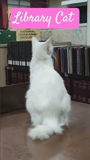 Library cat #librarycat #library #bookwormcat