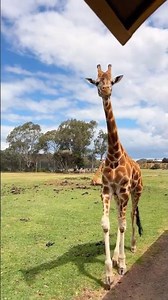 Giraffes, rhinos & lions - just 30 mins from Melbourne CBD 🦒