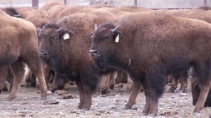 Oakland Zoo helping return American Bison to tribal lands in Montana