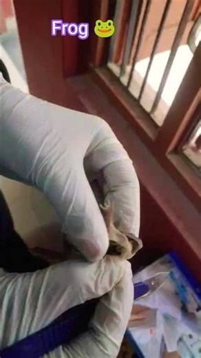 Disection of frog 🐸🐸🐸