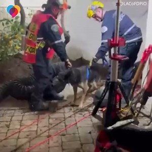 439K views · 154 reactions | Firefighters rescued a dog trapped in a sink hole – and he and his owner shared a big hug once he was safe ❤️ | The Uplift | Facebook