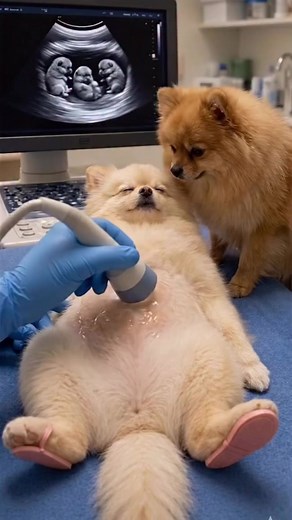 They’re already this active in the ultrasound… imagine them after they’re born 😅🐾 these tiny pom babies are not here to stay calm, they’re here to run the world 💨 no one will be able to stop them 🤍 #pomeranian #cutepuppies #doglife #funnydogs #asmr
