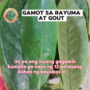 13K views · 207 reactions | Mabisang gamot sa rayuma at gout #herbalremedies #fbreels #everyone #tips | Pinoy Medicine | Facebook