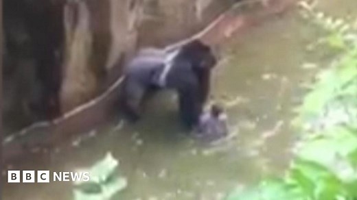 Gorilla killing: Harambe's death at zoo prompts backlash