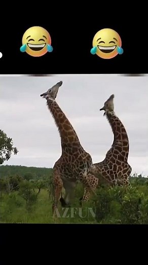 Giraffes fight until break their necks | Funny animals | AZFUN