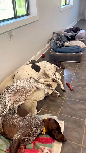 Quiet house when all 6 are passed out #sleeping #d.. #dogsoftiktok #gsp | Therese1