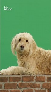 Er gilt generell als der gefährlichste Hund der gesamten deutschen TV-Landschaft 😉
