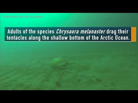 Rare Footage Captures Giant Jellyfish Under Arctic Ice